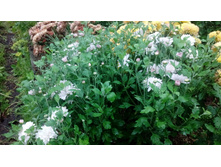 ��������� ����