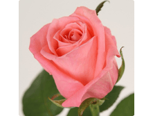 ������ (303)