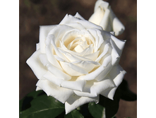 ����� (212)