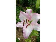 IMG 20200731 135952.jpg