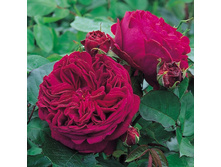 ��������� (386)