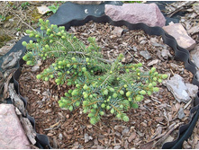 ��� ����