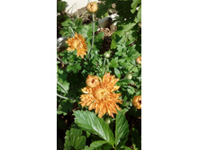 IMG 20200731 132951.jpg