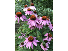 �������� ��������� ������� ����