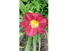 IMG 20200729 160810.jpg