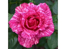 ���� ������� (286)