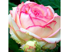 ���������� (358)