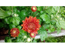 IMG 20200813 132336.jpg