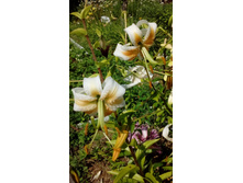 IMG 20200731 132736.jpg