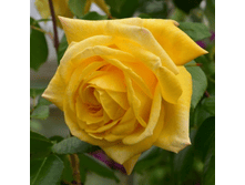 ������ (385)