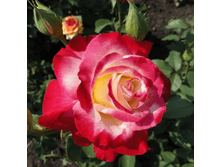 ������� (255)