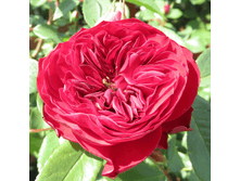 ���� ���� (326)