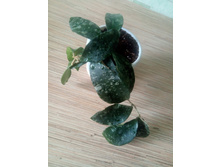 Hoya Caudata Ketambe