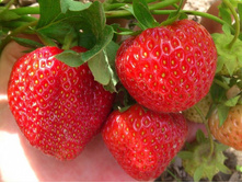 ������ (���� �� ���������)