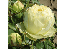 ����� ����� (369)