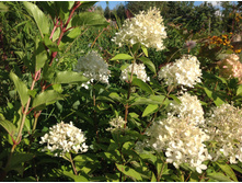 ��������� Megical Sweet Sun