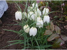 ������ ���������