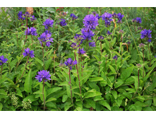 ����������� ���������