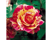 ���� ���� (275)