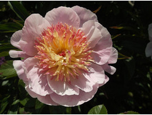 ���� ��������� �������