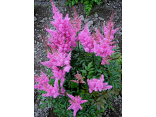 �������� �������