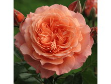 ��������� (364)