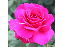 ��� ����� (272)