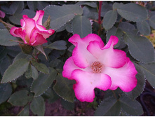 ���� �����