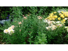 ���� ������