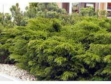 ������������ ���� ������