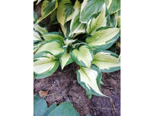 ������� �� ����������.