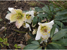 ��������