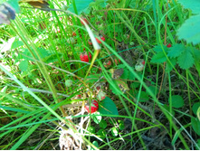 20200711 �� �������� 171538.jpg