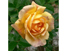 ����� (380)