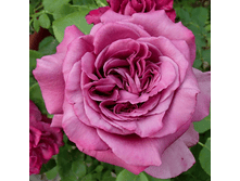 ���� ������� (234)