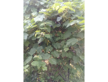 20200706 161815 (1).jpg