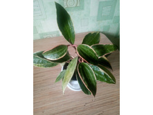 macrophylla variegata.