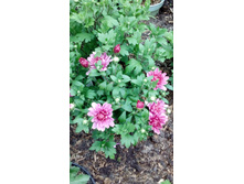 ����������� ���� ����