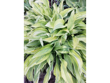 Yellow Polka Dot Bikini