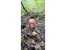 IMG 20200802 144118.jpg