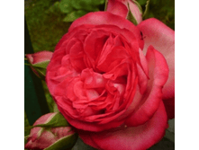 ������ (393)