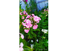 ��������� �����