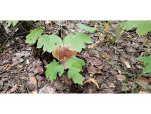 IMG 20200808 110632.jpg