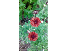 ����� ����