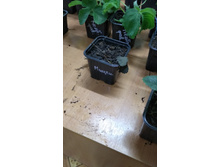 IMG 20200828 151733.jpg