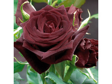 ���� ������� (270)