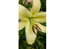 IMG 20200731 135845.jpg