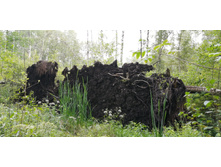 IMG 20200802 151633.jpg