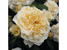 �������� (248)