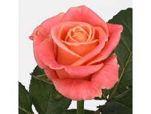 ��� ���� (249)